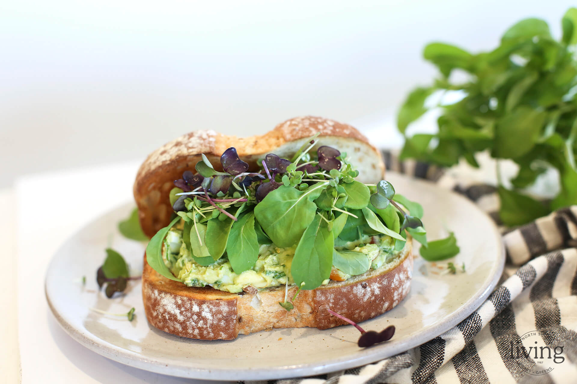 Avocado Chicken Salad Sandwich - North Shore Living®